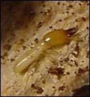 Heterotermes, © FCBA